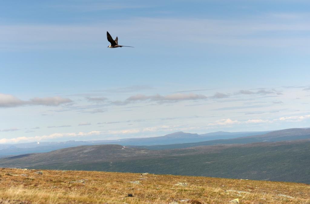 Áhkális (~Áhkalisbuavvda): ett lågfjäll med kal topp 784 m ö.h. på landtungan mellan Hornavan, Tjårvek och Ajsjávrre, Assjjávvre.