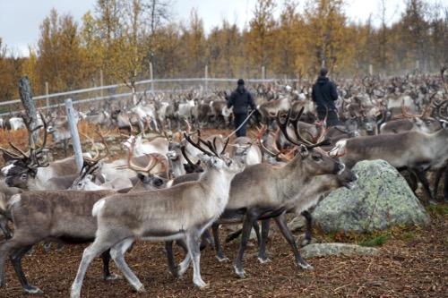 Hur ser det ut framöver? Trenden är att de som gått några år söker nya utmaningar, inte sällan i fjällen.