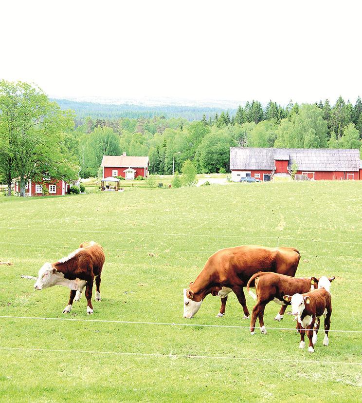 3. Tillväxt befolkningsmål Arbeta för en befolkningsökning så att invånarantalet uppgår till 10 356 personer år 2025.