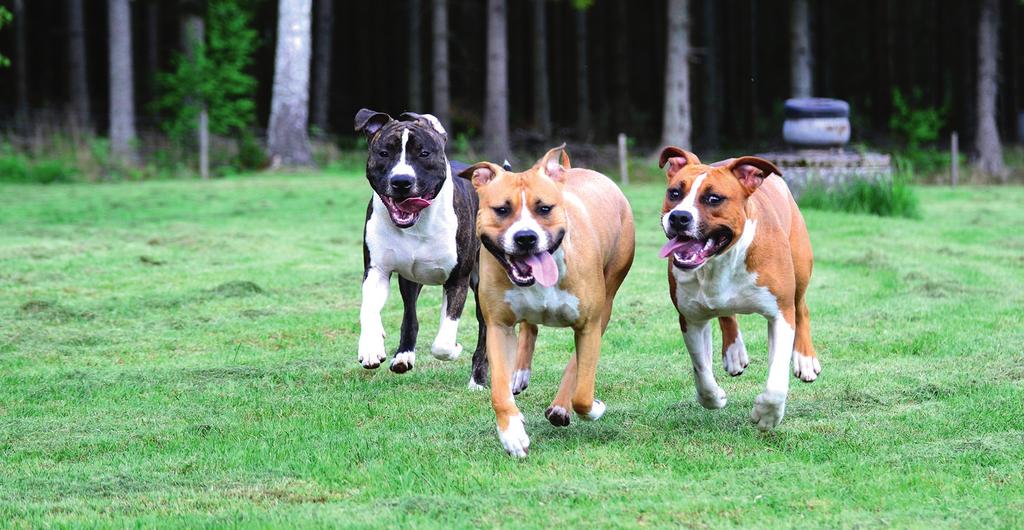 1936 lyckades de efter åtskilligt arbete få AKC att erkänna rasvarianten vars namn blev Staffordshire Terrier.