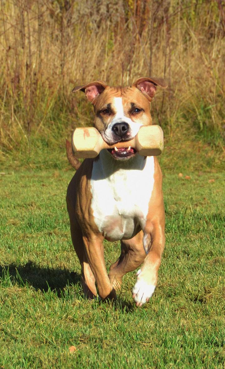 Xxx Nyfiken, snabb och smidig. Allroundhunden Idag är American Staffordshire Terriern en allroundhund som syns både som familje-, utställnings-, träningsoch tävlingshund.