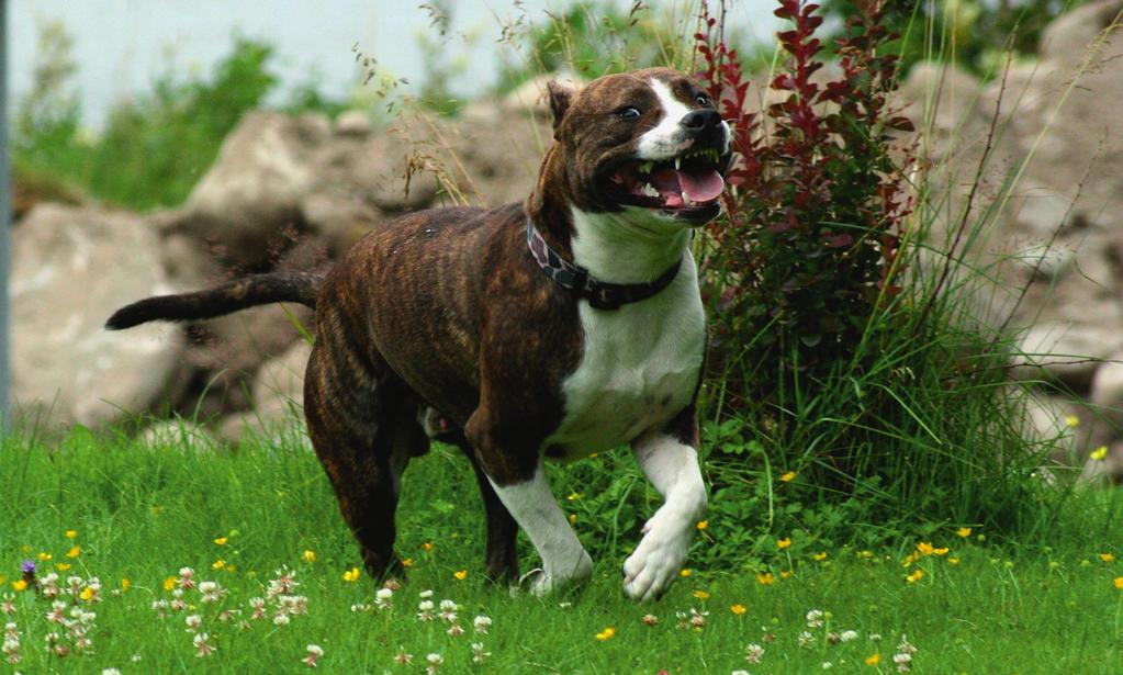 Kärleken till människor och den sociala samvaron är en av dess främsta karaktäristiska egenskaper. Social och i stort behov av närhet AST tar en del plats trots att det är en medelstor hund.