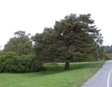 Utformning Val av byggnadsmaterial ska följa principer för ekologiskt/miljöanpassat byggande. Tillkommande bebyggelse ska vara omsorgsfullt gestaltade, med ett modernt formspråk och uttryck.