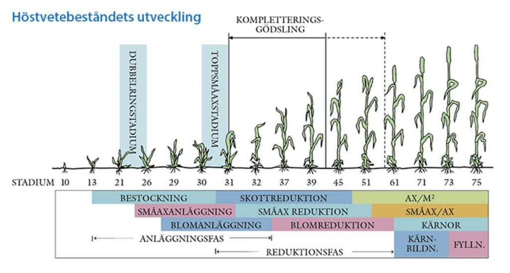 Antal kärnor och kärnans lagringskapacitet Få kärnor med stor lagringskapacitet ger sämre aminosyrakvalitet Många kärnor med låg lagringskapacitet ger bättre aminosyrakvalitet Faktorer som inverkar