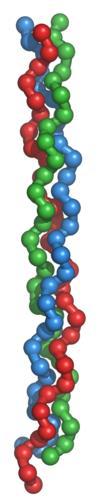 Fiberprotein Utsträckt tertiärstruktur Olösliga i vatten Tex: Kollagen Elastin Keratin Myosin Fibrin (i bindväv,