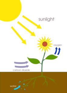 Verkningsgrader Fotosyntesen Solljusets energi kemisk energi η 0.