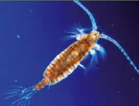 Öppet vatten, plankton Vem har inte suttit i en eka en ljummen sommarkväll och metat eller fiskat med kastspö? Några har kanske till och med testat att pimpla på vintern?