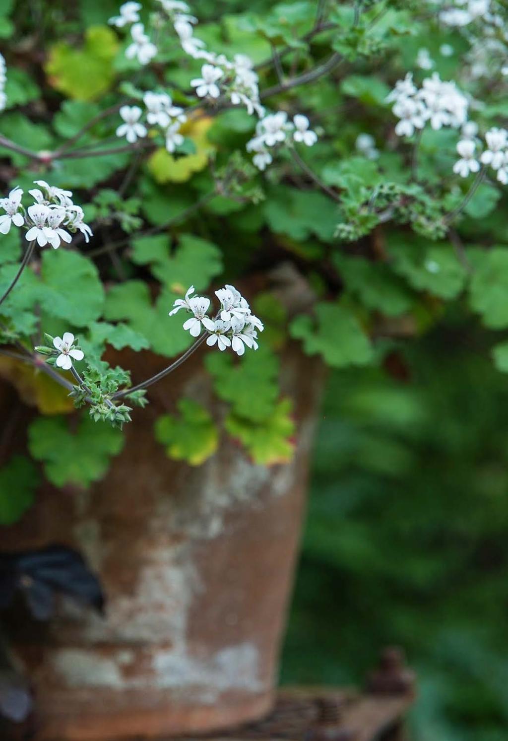 Pelargonen är en av våra mest älskade blommor, kanske för att den är en anspråkslös blomma som svarar med en överdådig blomning, trots en ganska snål omvårdnad.