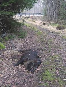 Så här gör du om du kolliderar med vilt Enligt 26 i Jaktlagen och 40 i Jaktförordningen måste en sammanstötning mellan motor-fordon och björn, varg, järv, lodjur, älg, kronhjort, dovhjort, rådjur,