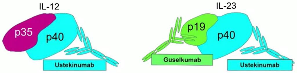 Fas II studie av Guselkumab (anti-il23) vid PsA Abstract 2878, Deodhar A, et al.