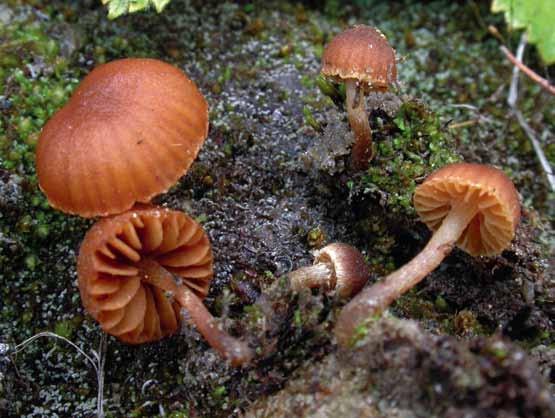 Galerina harrisonii Galerina harrisonii. Foto Gro Gulden.