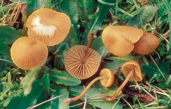 Galerina vittiformis (dagghätting) Galerina vittiformis (dagghätting). Foto Jan Vesterholt.
