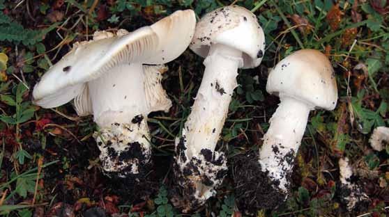 Kamskivlingar flugsvampar (EL) Ringlösa flugsvampar (Amanita sektion Vaginatae), kamskivlingar, omfattar ca 20 arter i Norden och en handfull av dem har en arktisk/alpin utbredning.