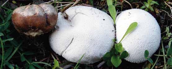 Rök och äggsvampar (MJ) I de skandinaviska fjällen förekommer rök- och äggsvampar i släktena Lycoperdon och Bovista.