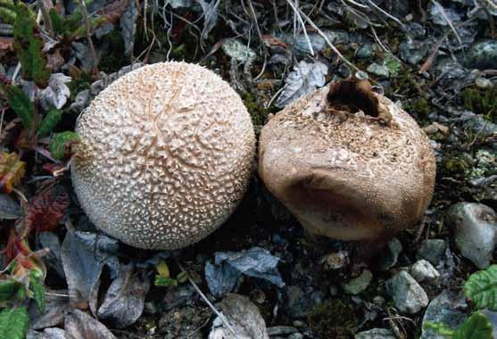 Lycoperdon frigidum (polarröksvamp) Lycoperdon frigidum (polarröksvamp). Norge, Oppland (MJ 8145). Foto Mikael Jeppson. Beskrivning: Fruktkropp rundad till päronformad, 1 2 cm i diameter.