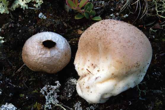 Lycoperdon molle (mjuk röksvamp) Lycoperdon molle (mjuk röksvamp). Norge, Oppland (MJ 8458). Foto Mikael Jeppson.
