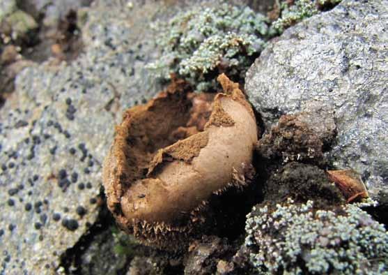 Lycoperdon turneri (fjällröksvamp) Syn. Calvatia turneri, Calvatia tatrensis Lycoperdon turneri. Sverige, Härjedalen (MJ 9863).
