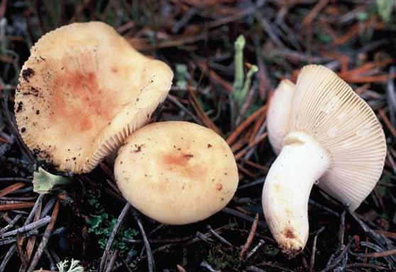 Russula pallescens (nordmjölkremla) Russula pallescens (nordmjölkremla). Finland, Sompion Lappi, Savukoski, med tall och björk, 2008-08-24. (JV26265F, TUR-A). Foto Jukka Vauras.