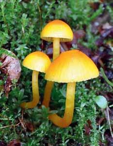 mucronella), som är röd till orange och smakar bittert direkt när tungspetsen berör svampen. Bitter vaxskivling är vanligen mer småvuxen och kännetecknas även av sina oregelbundna sporer.