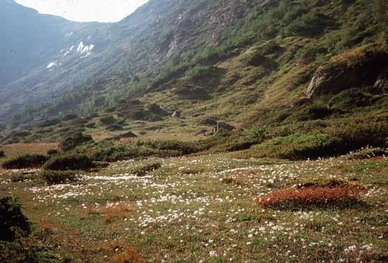 Biotoper och ekologi 2. Fjällsippshed på kalkrik mark. Norge, Oppland, Bövertun. Foto M. Jeppson.