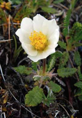 Biotoper och ekologi a b 4. Fjällsippa (Dryas octopetala). a. Atoklimpen, Lappland. b. Neskaupsstaðir (Island). Foto M. Jeppson. 5. Ormrot (Bistorta vivipara). Sølendet, Hedmark (Norge). Foto M. Jeppson. och vegetationen har anpassat sig till detta.