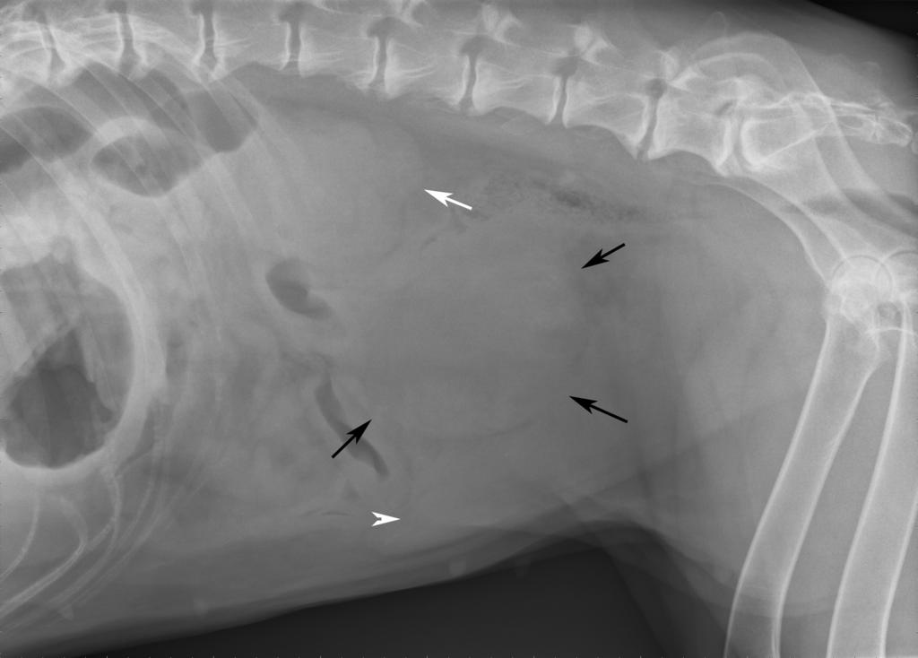 UTLÅTANDE Röntgenundersökningen visar en rund mjukdelstäthet, ca 10 cm i diameter i mittabdomen ventralt om L4-L5, till höger om mittlinjen (markerad med svarta pilar).