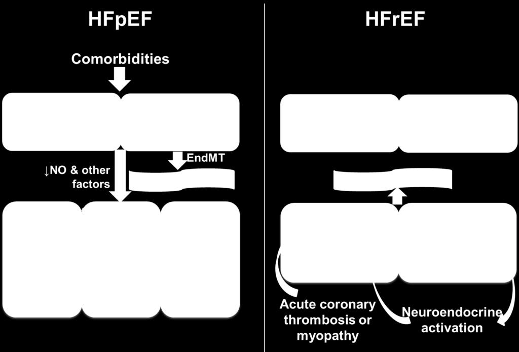 HFpEF innovation: new drug targets, men misslyckats hittills Men: ESC-HF, ESC, AHA: