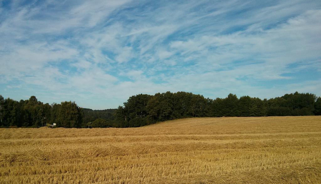 PLANFÖRSLAG OCH KONSEKVENSER Mark och vegetation Mark och vegetation Genomförandet av detaljplanen kommer innebära en förändring av landskapsbilden.