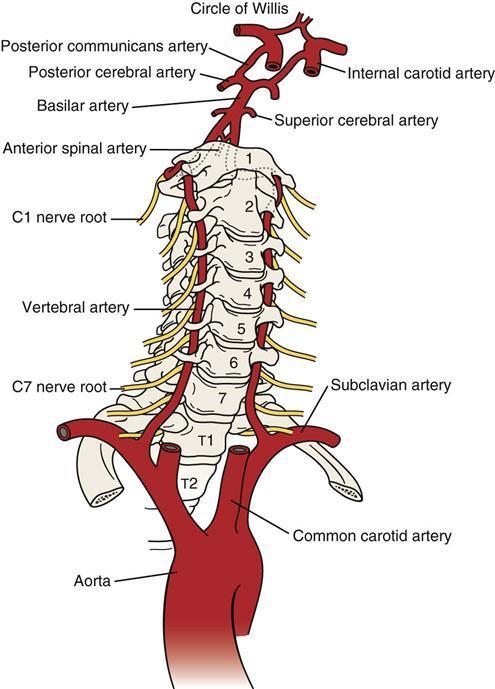 Bakre cirkulationen A vertebralis A basilaris PICA AICA SCA P1/2/3 segmenten Anatomiska varianter: -