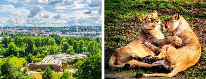 I Prag Zoo kan man bl.a. se några ytterst sällsynta asiatiska lejonarter. Petřín (12.1 km) Petří kullen ligger nära slottet i Prag och är en stor vacker park, perfekt för en trevlig promenad.