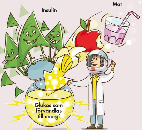När du äter vill sockret (glukosen) från maten komma in i cellerna för att förvandlas till energi som gör dig