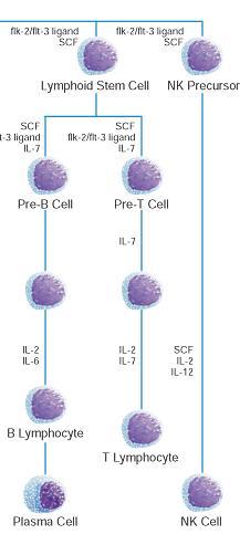 LYMFOM NK-cellslymfom T-cellslymfom B-cellslymfom Hodgkin