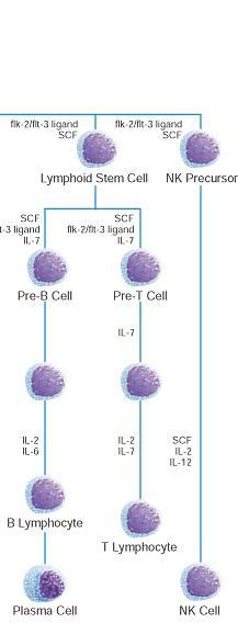 Högmaligna Storcelliga B-cellslymfom (DLBCL) Burkitts lymfom B-cells LYMFOM Lågmaligna Follikulära