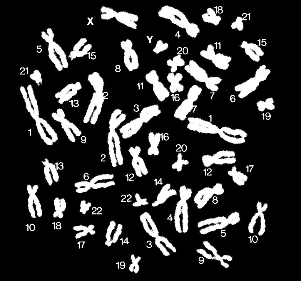 fluorescent in-situ