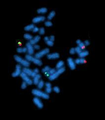 Molekylärgenetik: DNA alt