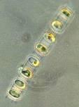 pansarflagellater och