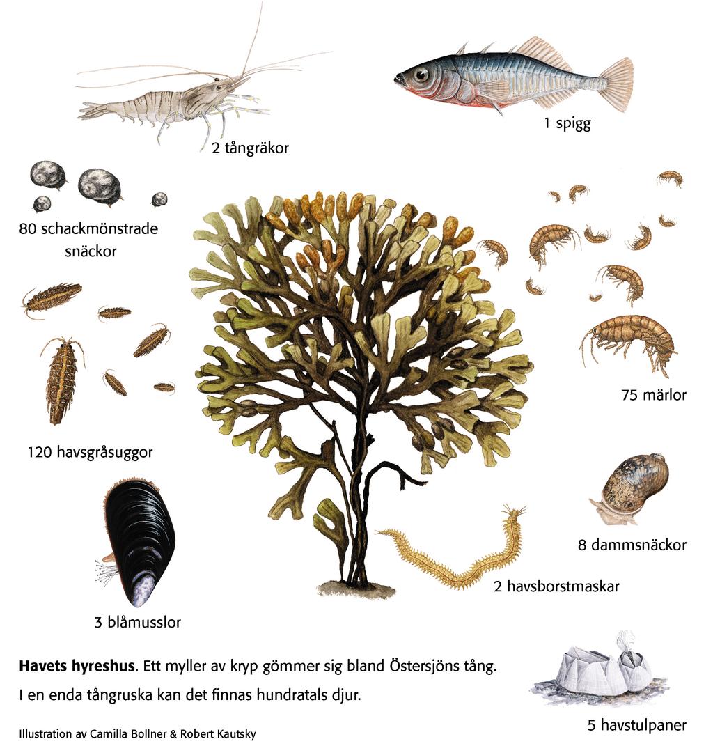 Tångbältet - Östersjöns skogar ger skydd