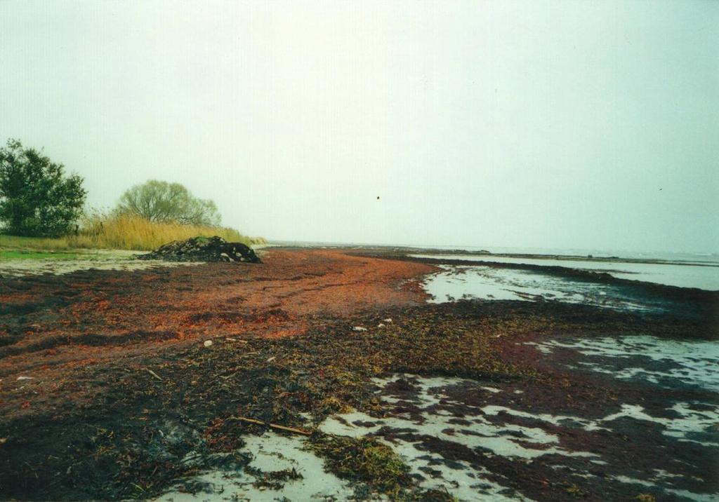 Problematiska rödalgsblomningar driver iland på Öland