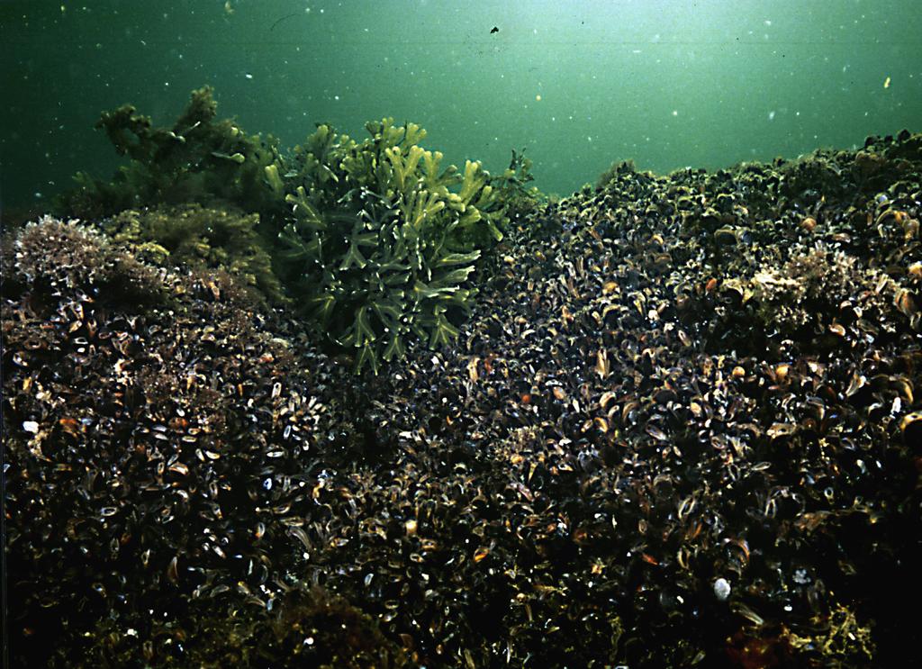 Blåmusslans roll i Östersjön Det vanligaste djuret i Östersjön 70 % av biomassan 1g mussla filterar ca 1 liter vatten/timme