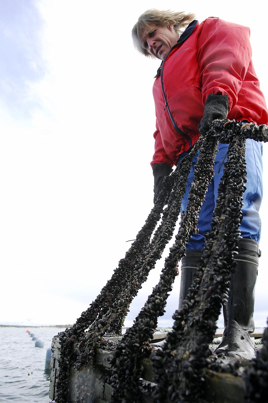 000 Euro /år utan att räkna med vinsten av att sälja musslorna Integrerad mussel och fiskodling på Åland, Musselodling för att