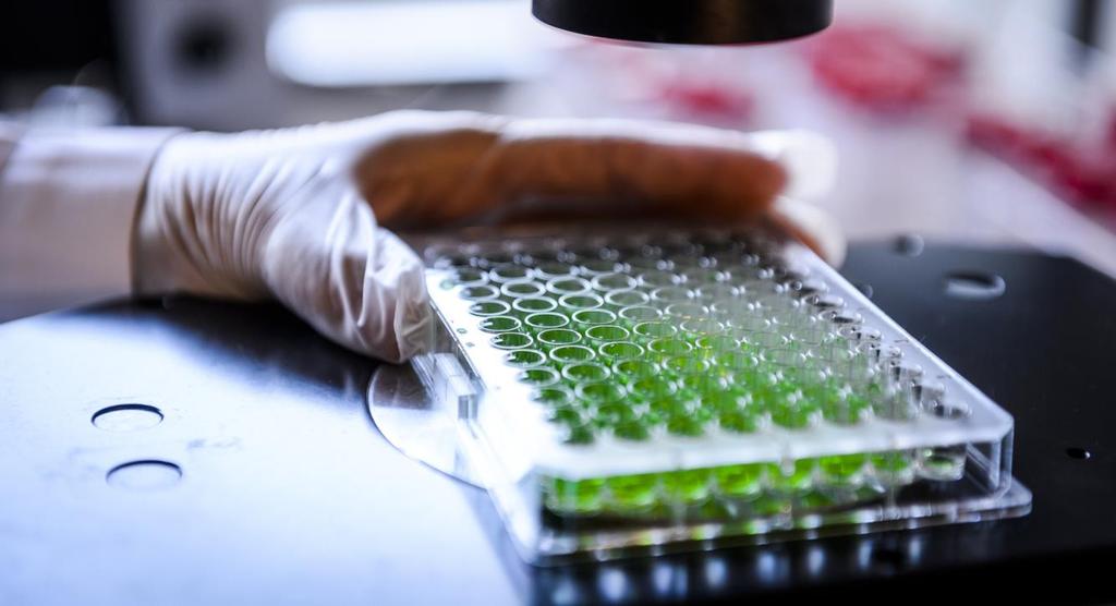behov. Idogens tolerogena immunterapi kan ge möjlighet att minska behovet av immunhämmande läkemedel och förbättra transplantatöverlevnaden.
