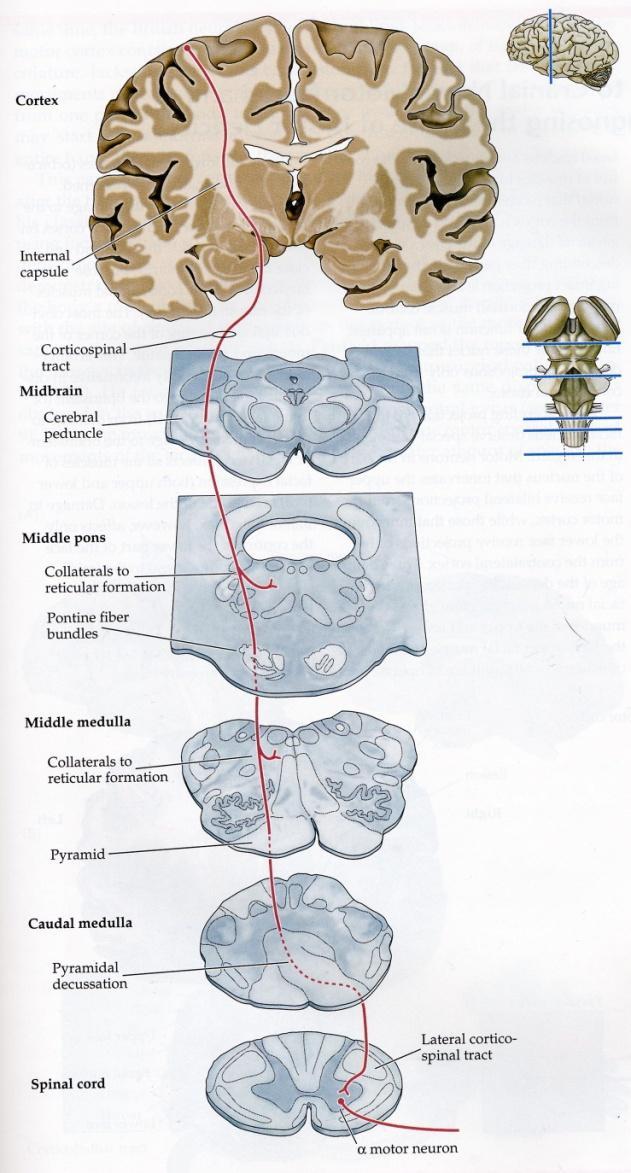 Kortikospinalbanan Axonerna i capsula interna Bildar den laterala