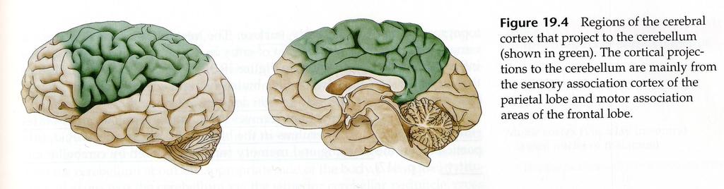 Hjärnbarkens områden
