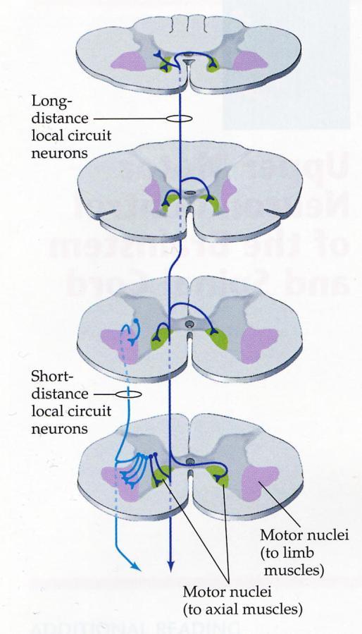 Interneuroner i ryggmärgen Neuroner i mediala delar av ventrala hornen sträcker sig över