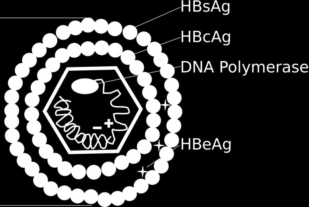 Hepatit B-virus = Hepatitis B surface antigen =