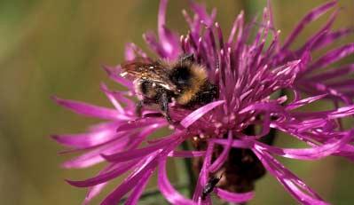 Bin och humlor En bra pollinering är mycket viktig i röd-, vit- och alsikeklöver. Honungsbin, humlor och vilda bin pollinerar i klöverfälten.