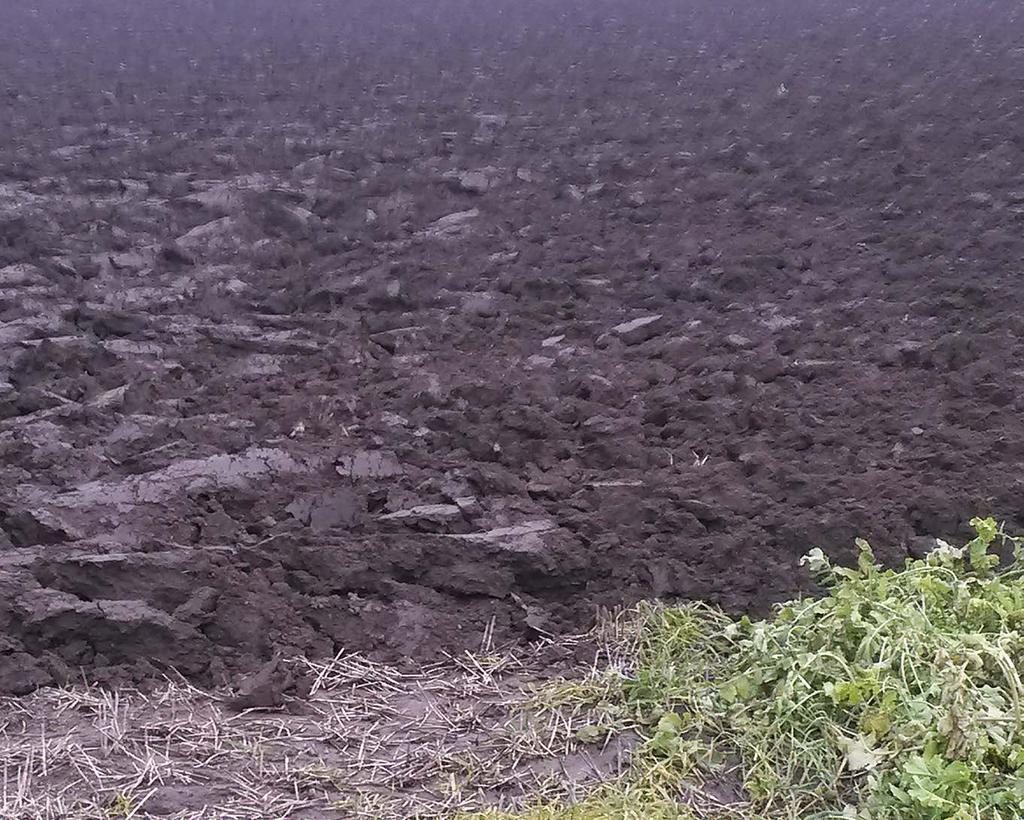 FÅNGGRÖDOR Fång- och mellangrödor Tänk rätt i val av fång- och mellangrödor Mellangröda är en gröda vars syfte inte är att ta skörd.