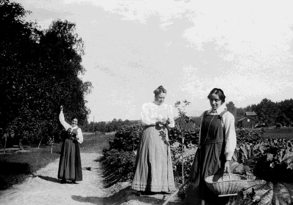 Mårbackas nya köksväxtodling nordöst om huvudbyggnaden, troligen år 1910. Vy mot norr och gården Halla.