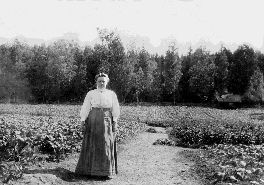 Selma Lagerlöfs syster Gerda Ahlgren i köksväxtodlingen på Mårbacka. Inga fruktträd eller prydnadsväxter syns; årtalet kan vara 1910. Vy mot öster, smedjan till höger. Fotograf okänd.