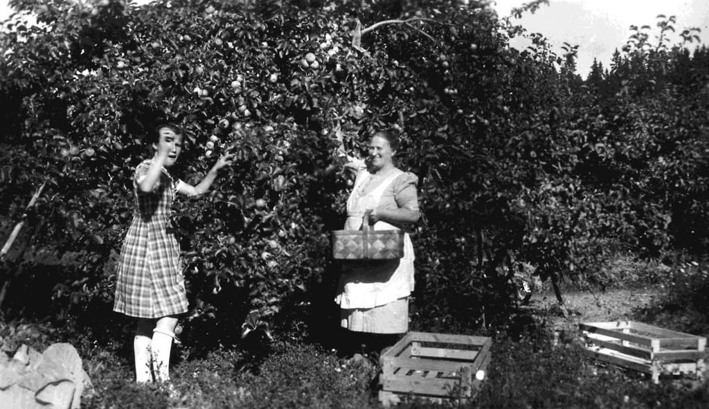 Trädgårdsmästarens fru Maria Andersson och dottern Ulla plockar äpplen för vidare leverans till Malung. 1930-tal. Foto förmedlat från familjen Hillesøy till Mårbackastiftelsen. Fotograf okänd.